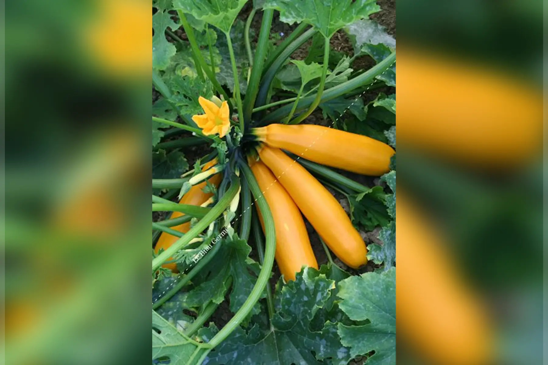 courgette jaune