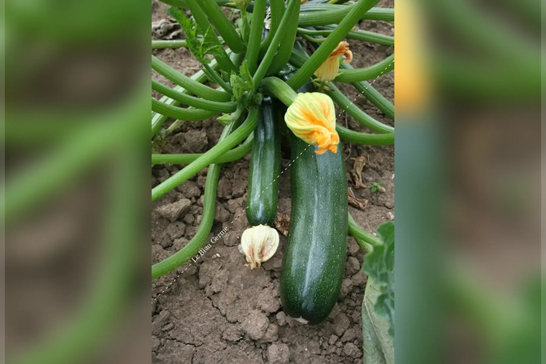 courgette