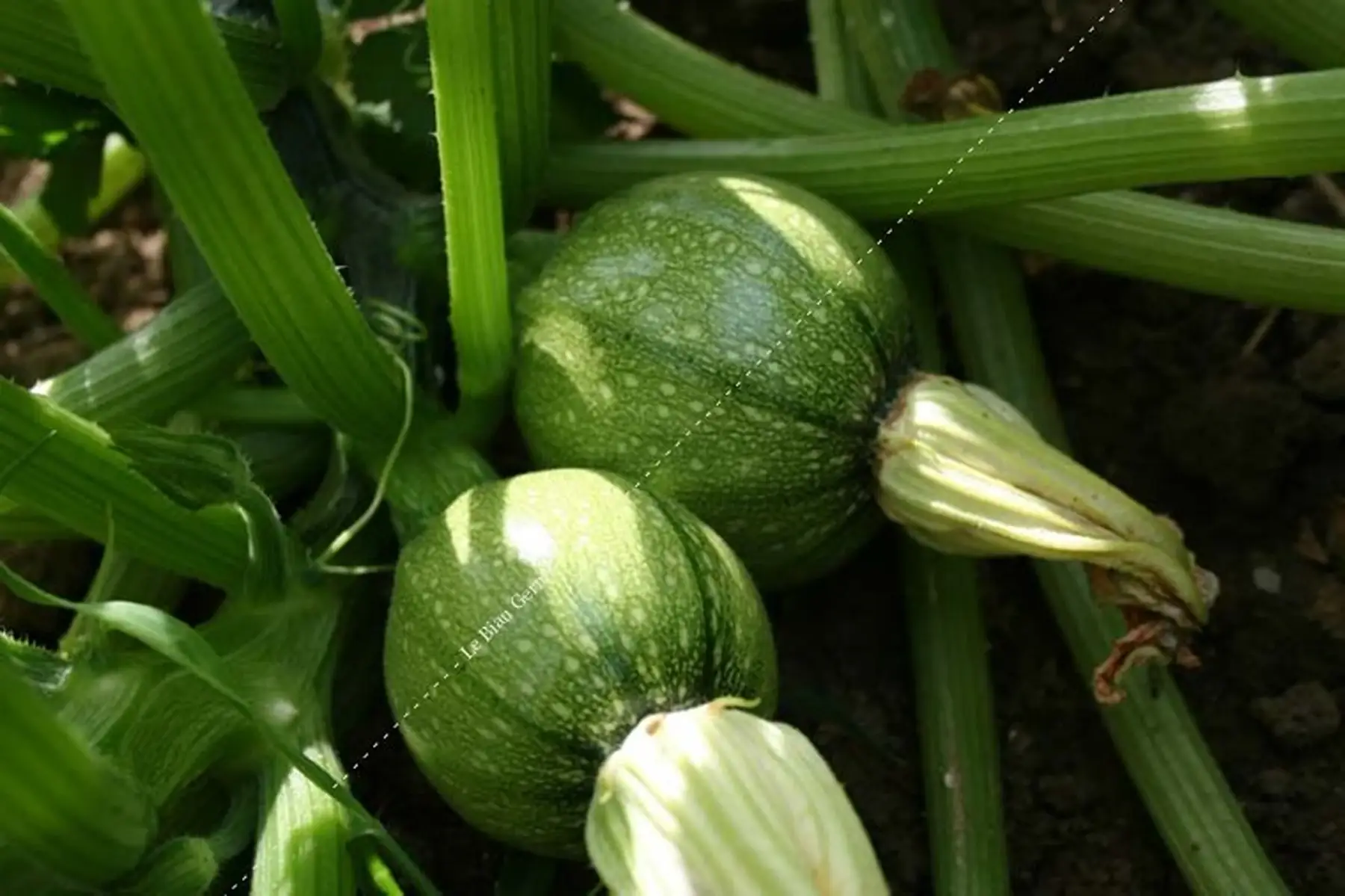 courgette ronde nice
