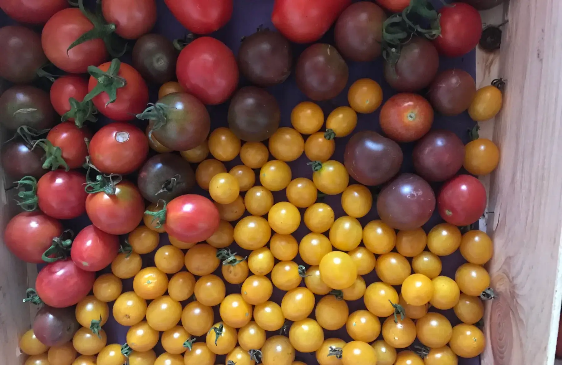 tomate cerise