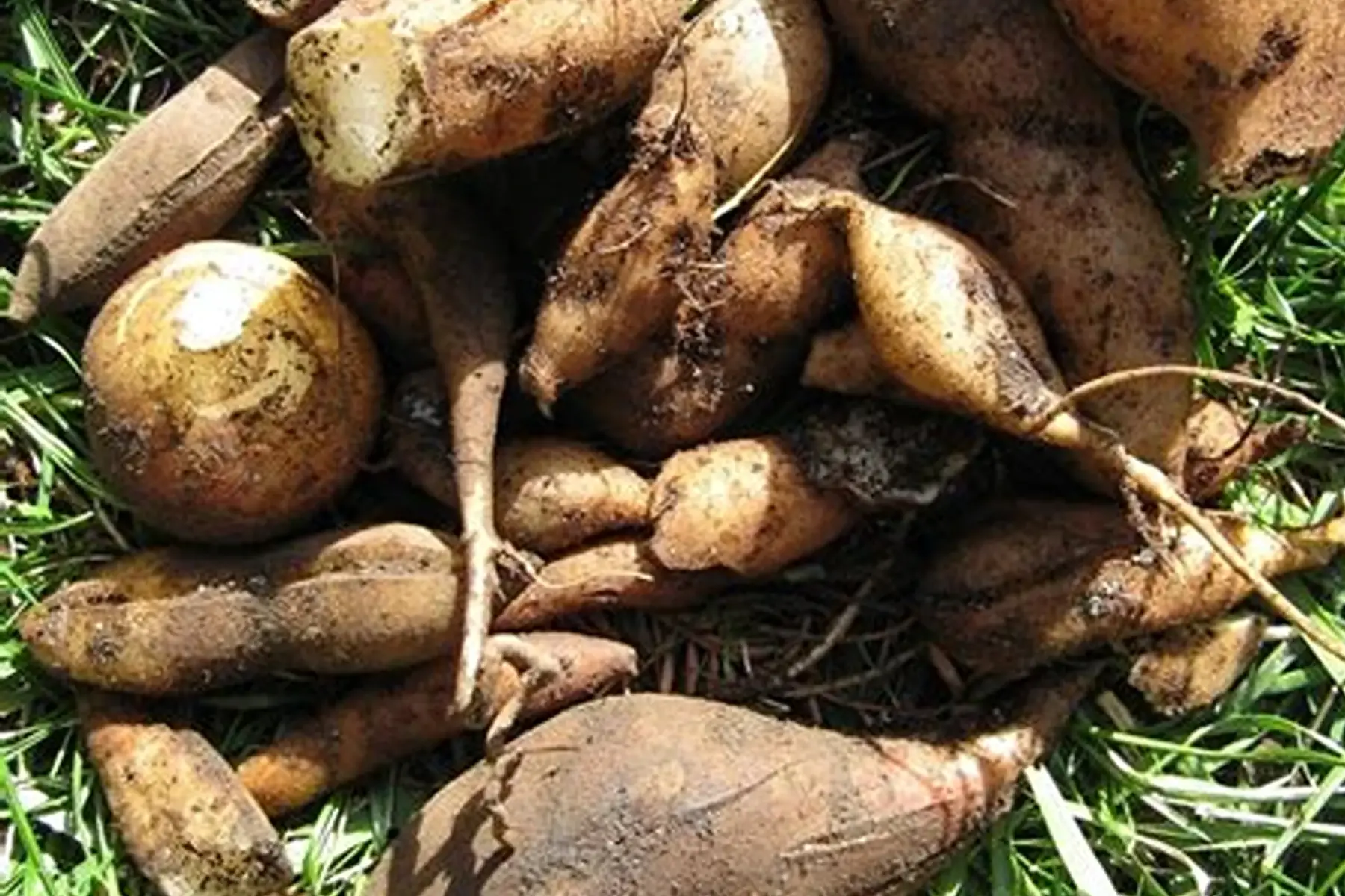 yacon poire de terre.