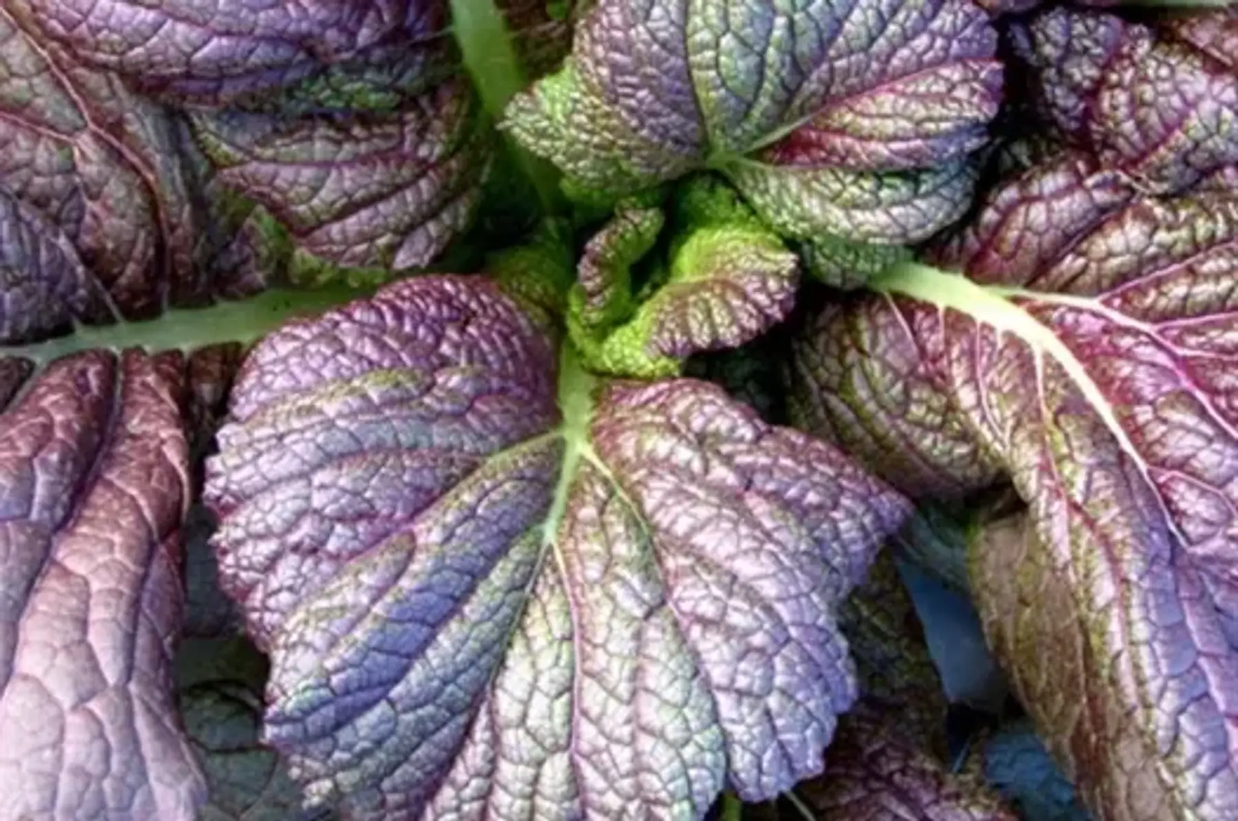 Lionel Gay Forêt jardin de Mouréou