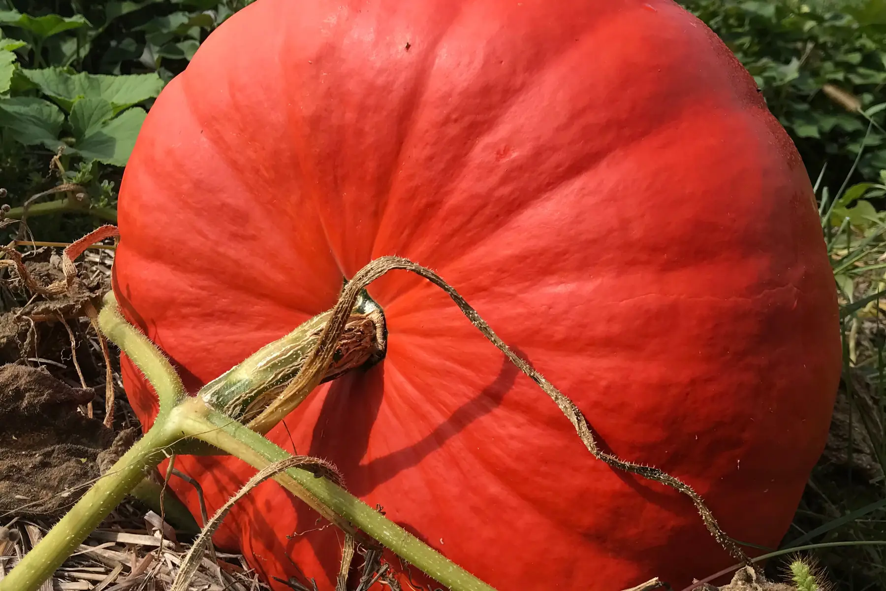 courge rouge vif d'estampes (vendu en tranche en dessous de 5 kg commandé)