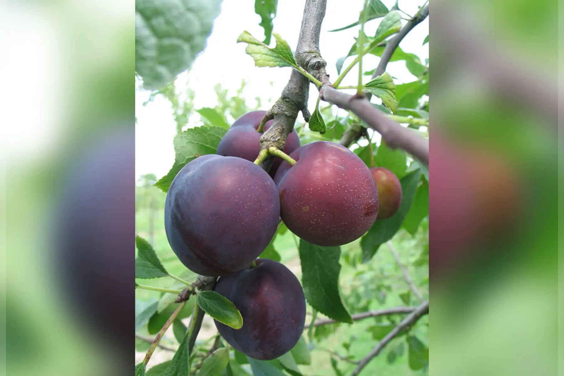 prune Fer Bleu