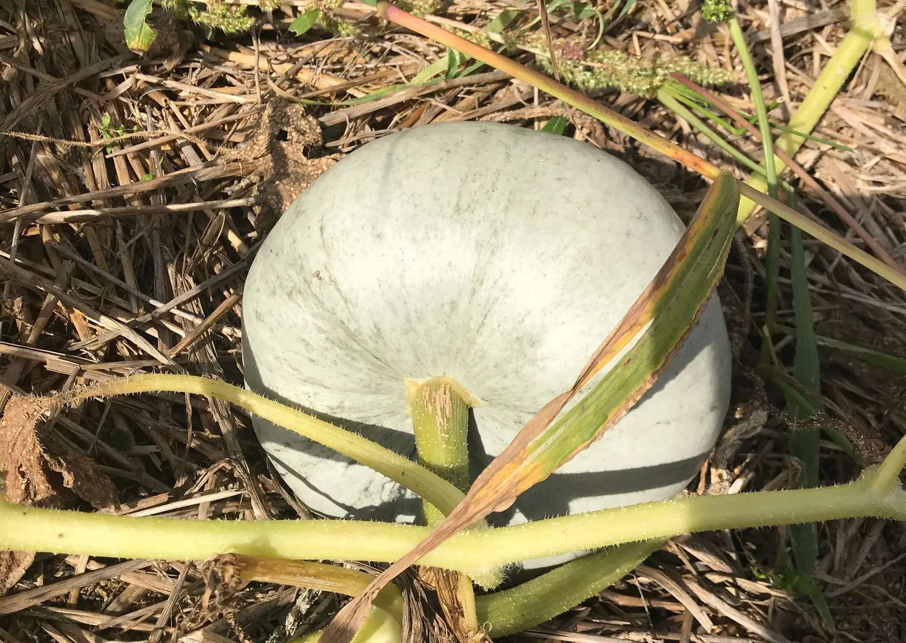 potiron bleu de hongrie en tranche de 1kg