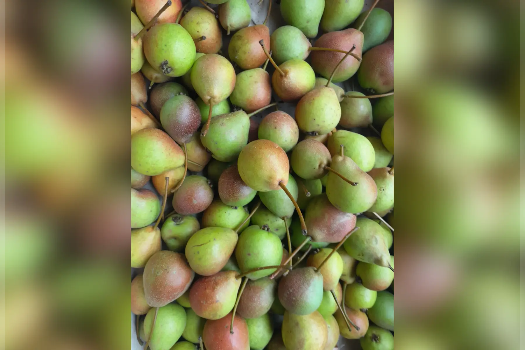 Poire Belle de juin