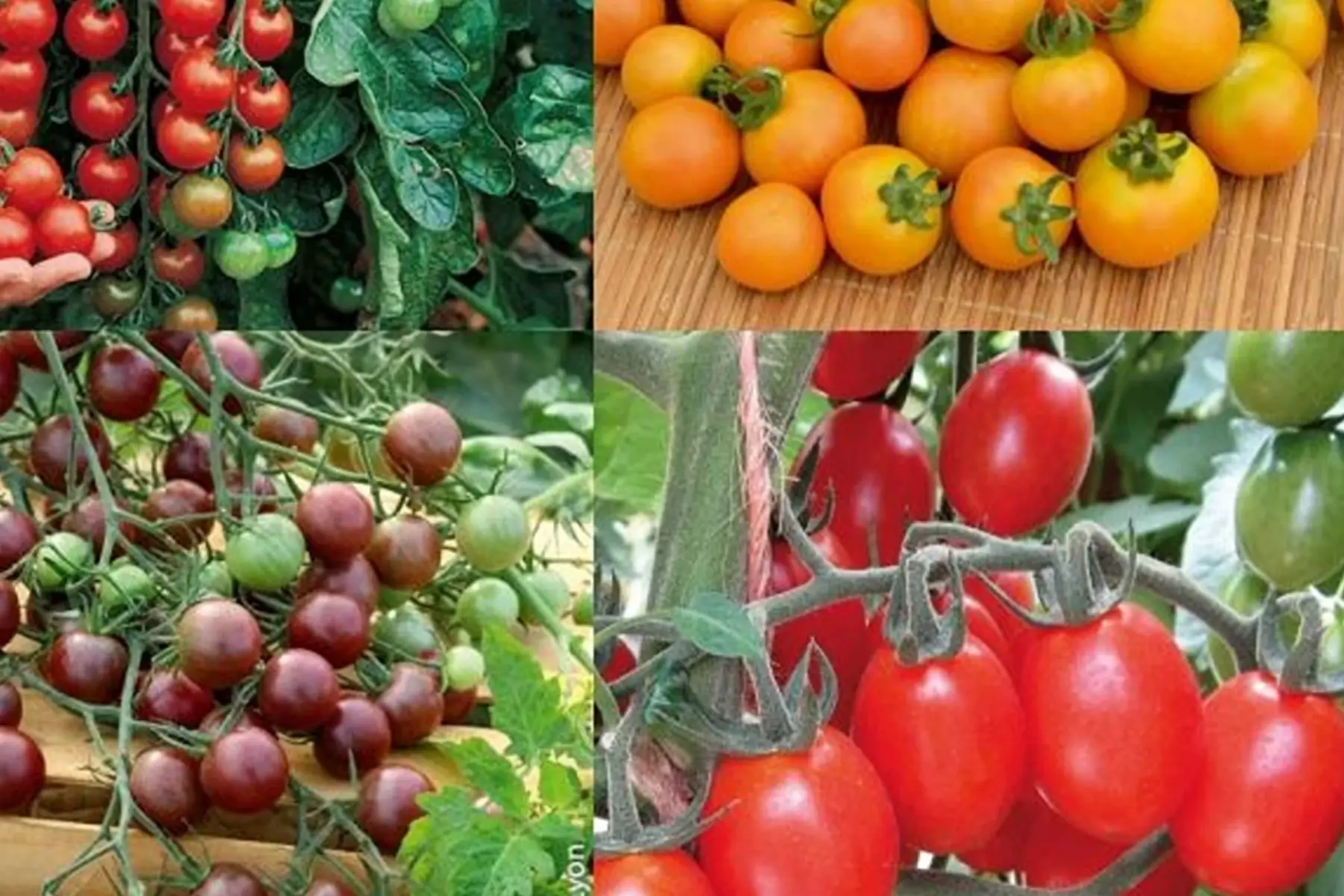 tomate cocktail