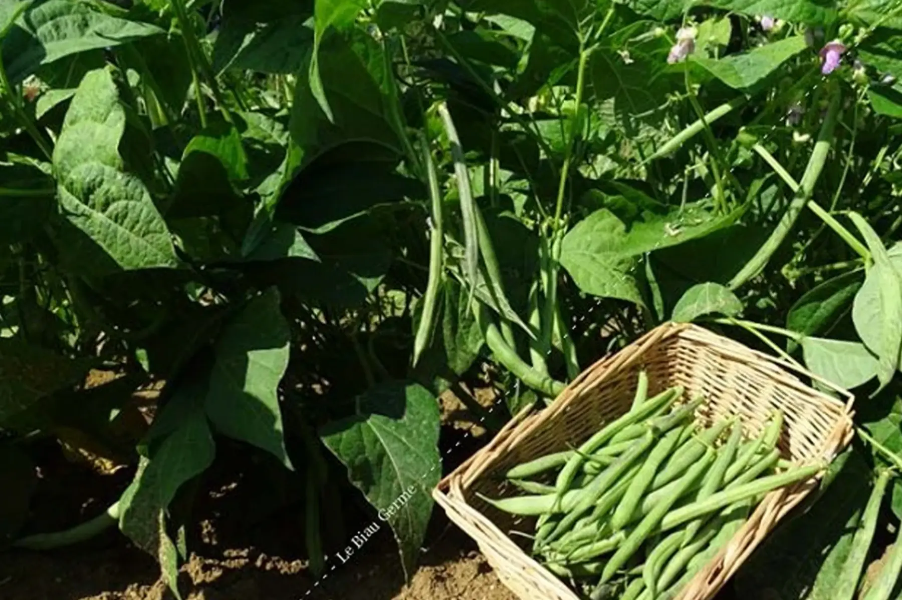 haricot vert et jaune