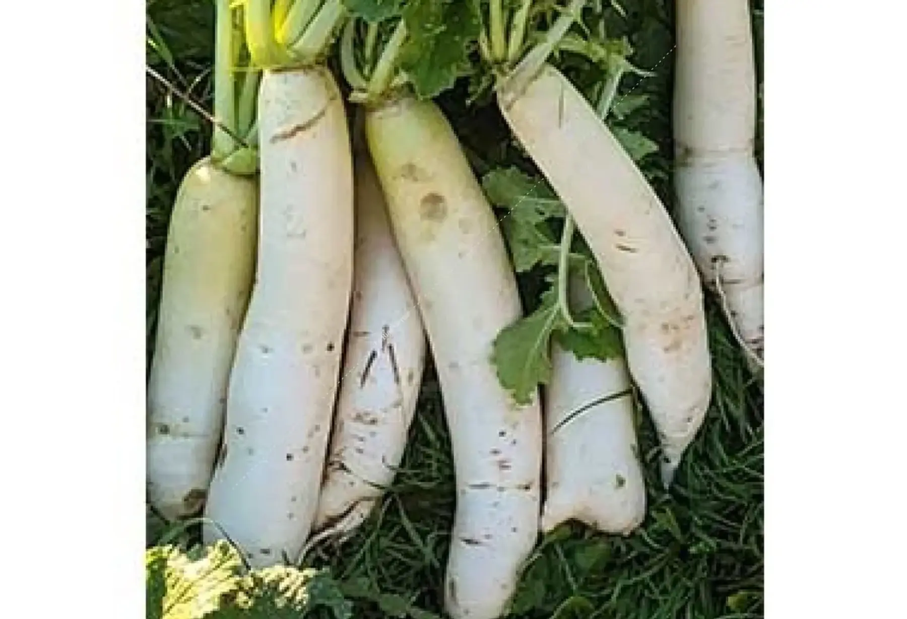 Radis Daikon