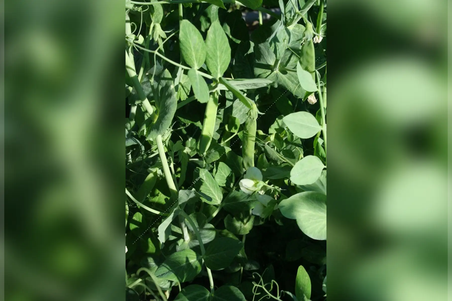 Pois mangetout Norli