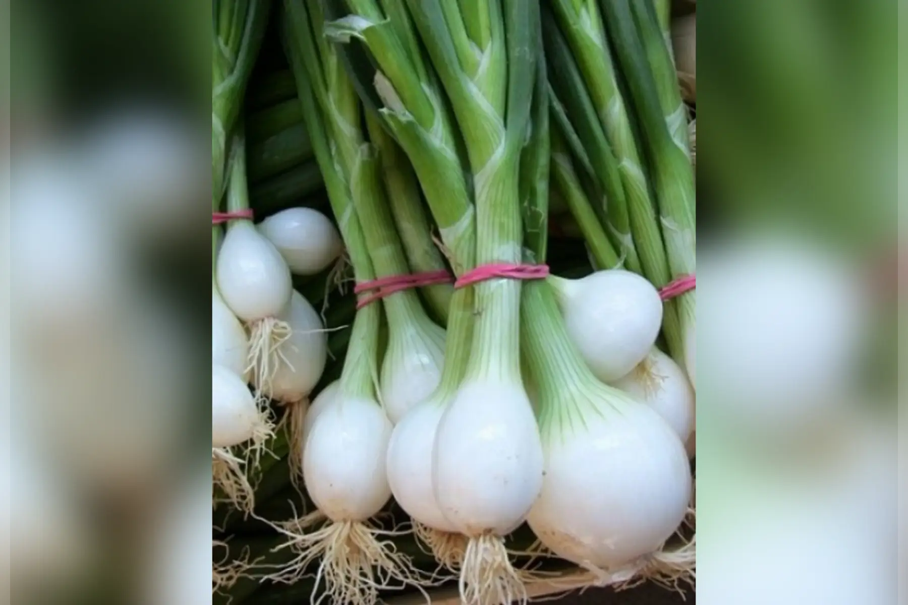 oignon blanc frais