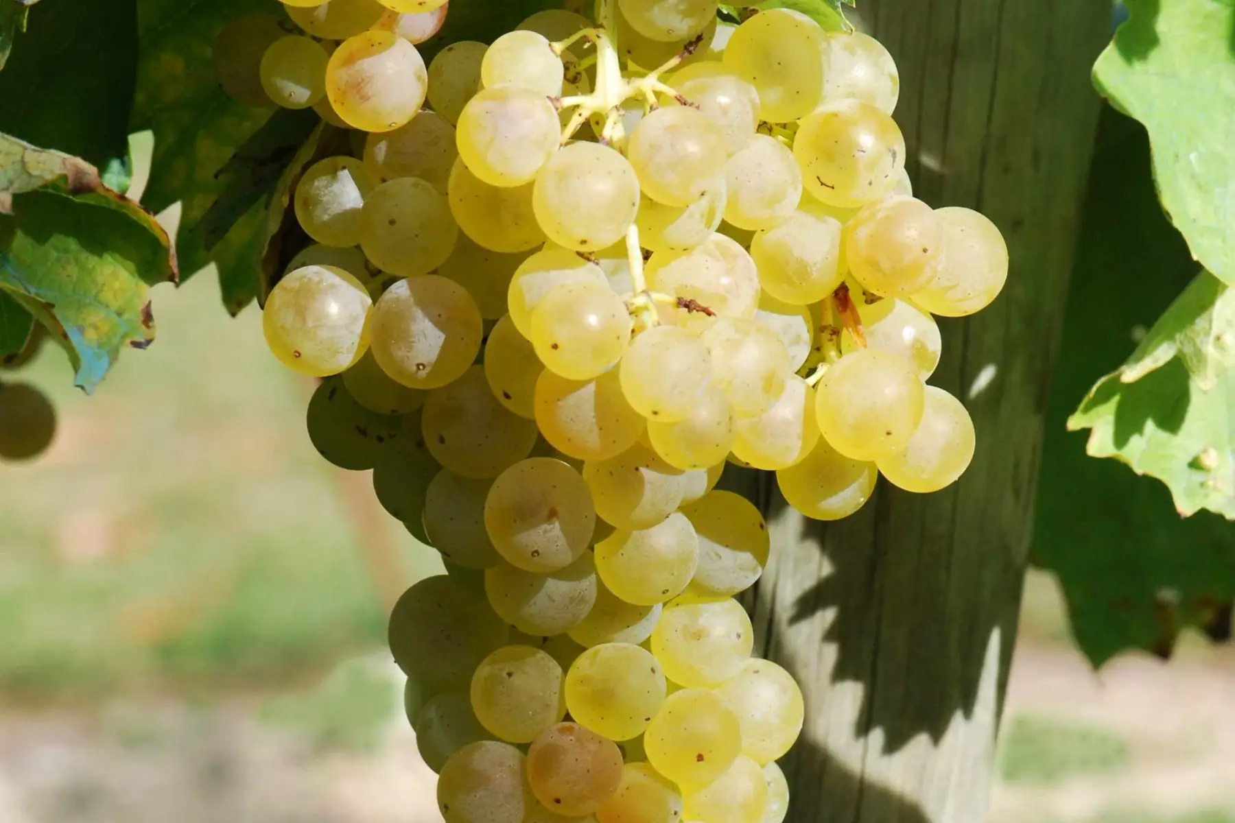 raisin blanc muscat