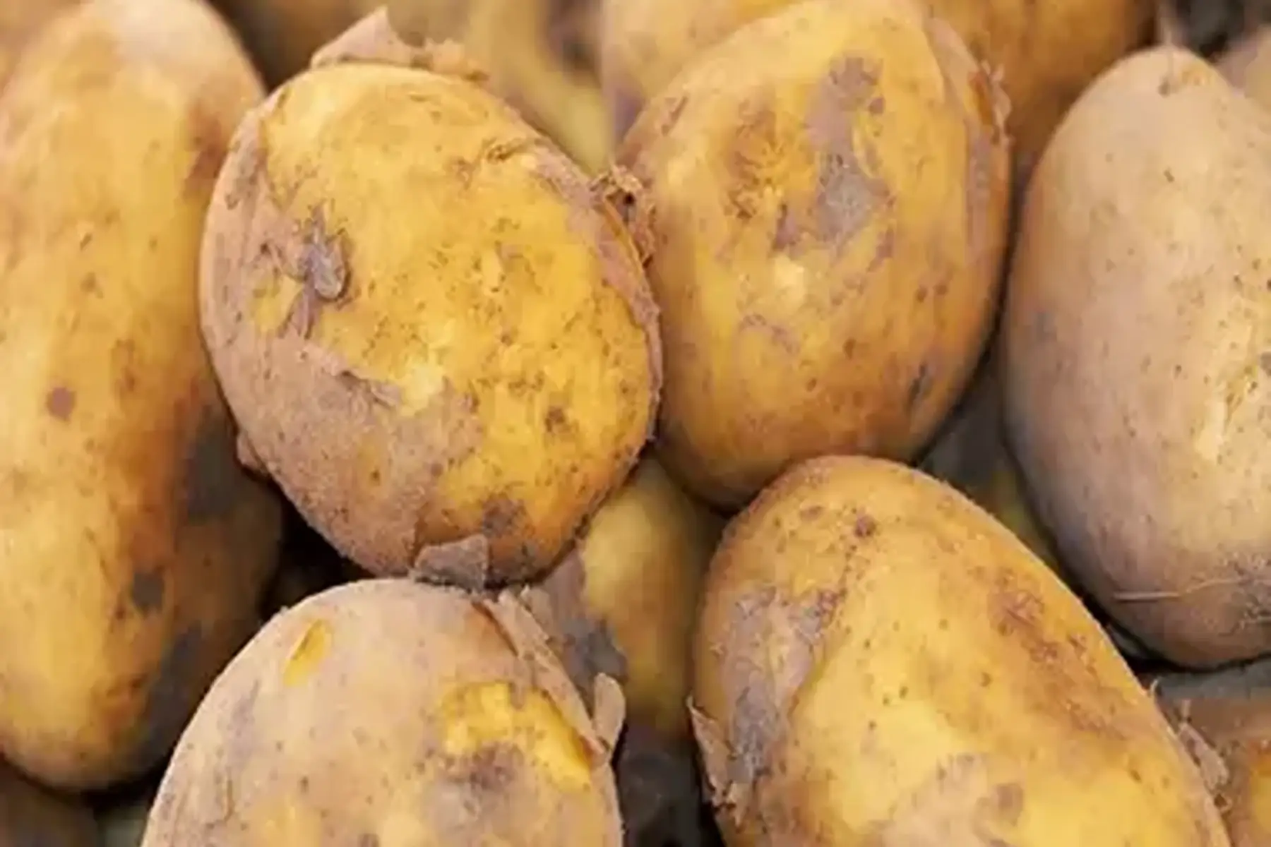 pomme de terre nouvelle