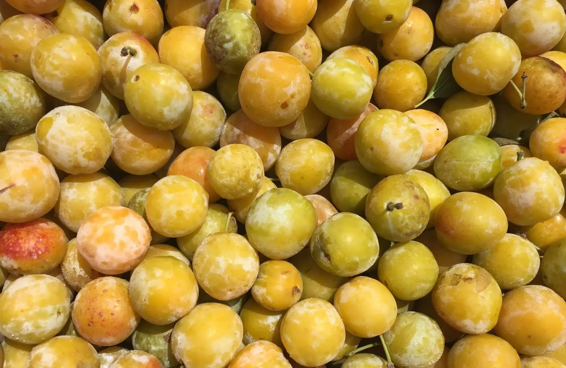 Prune Mirabelle
