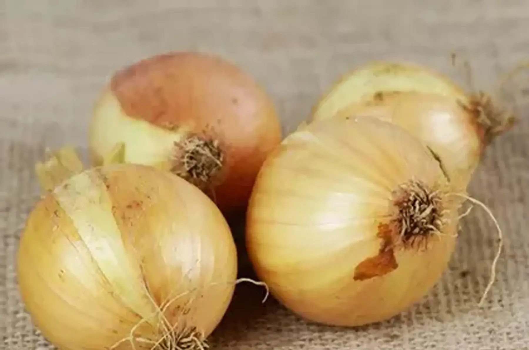 oignon jaune petit calibre