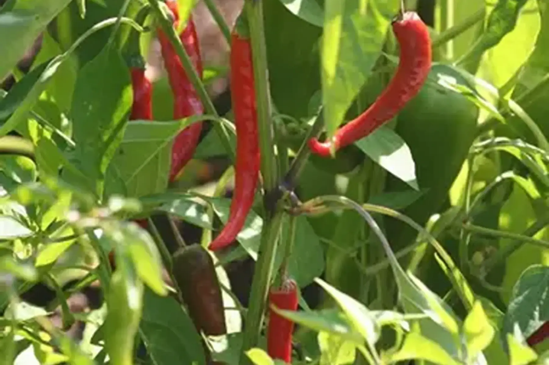piment