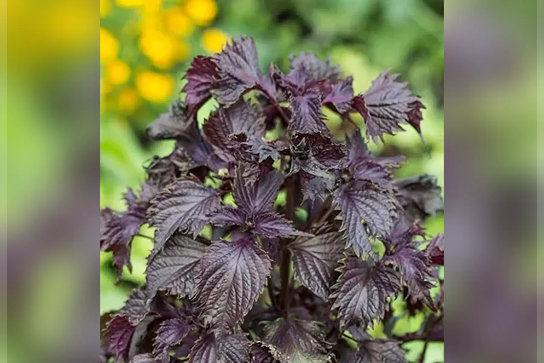 botte de shiso ou périlla rouge du japon