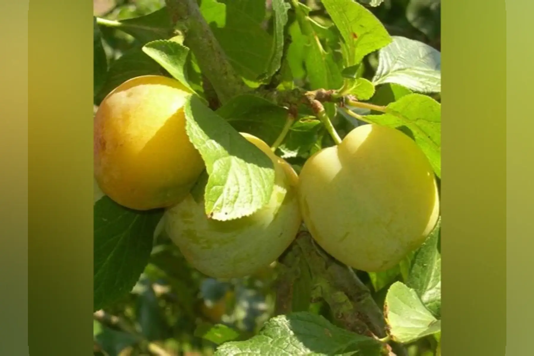 Prune reine claude
