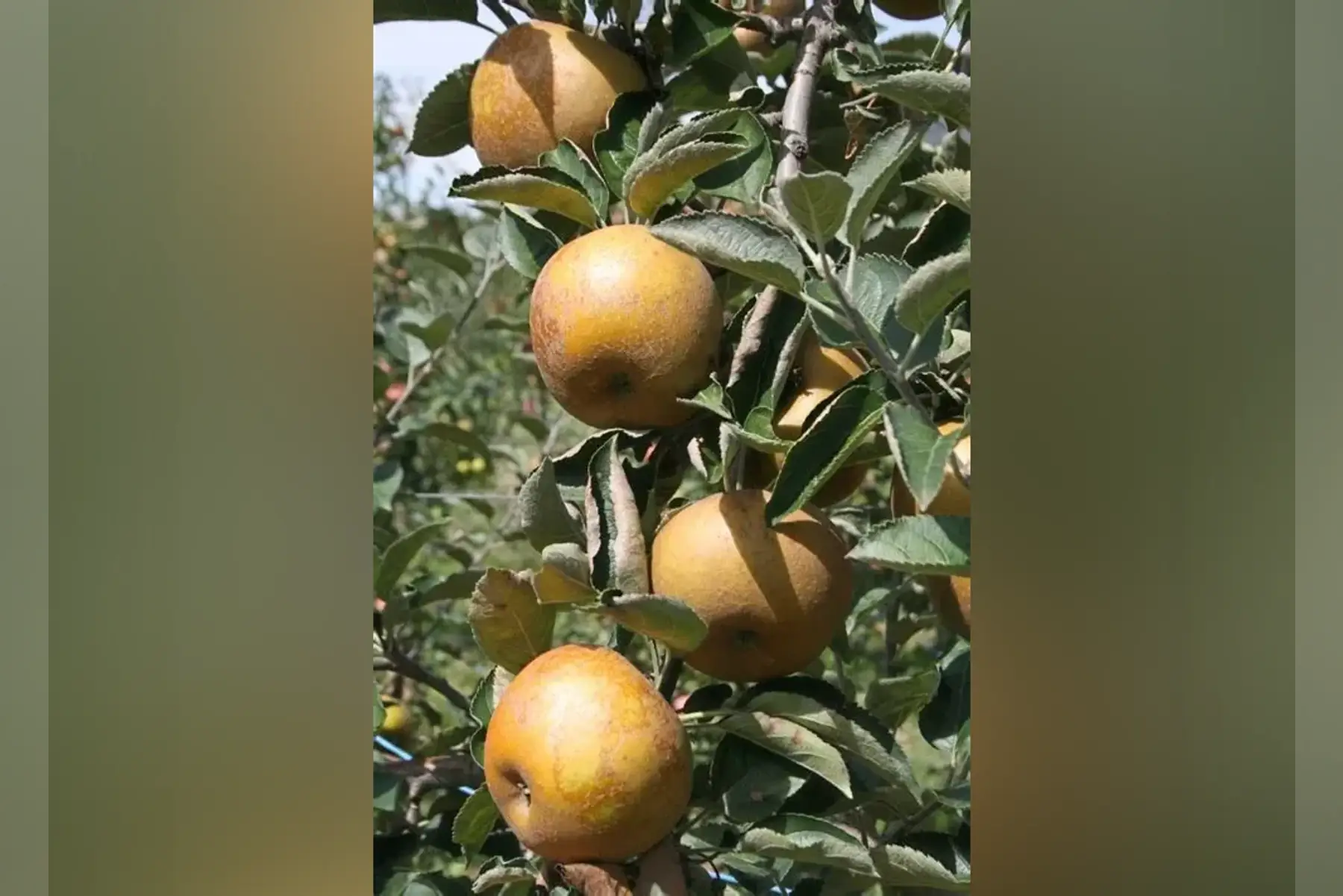 Reinette Grise du Canada