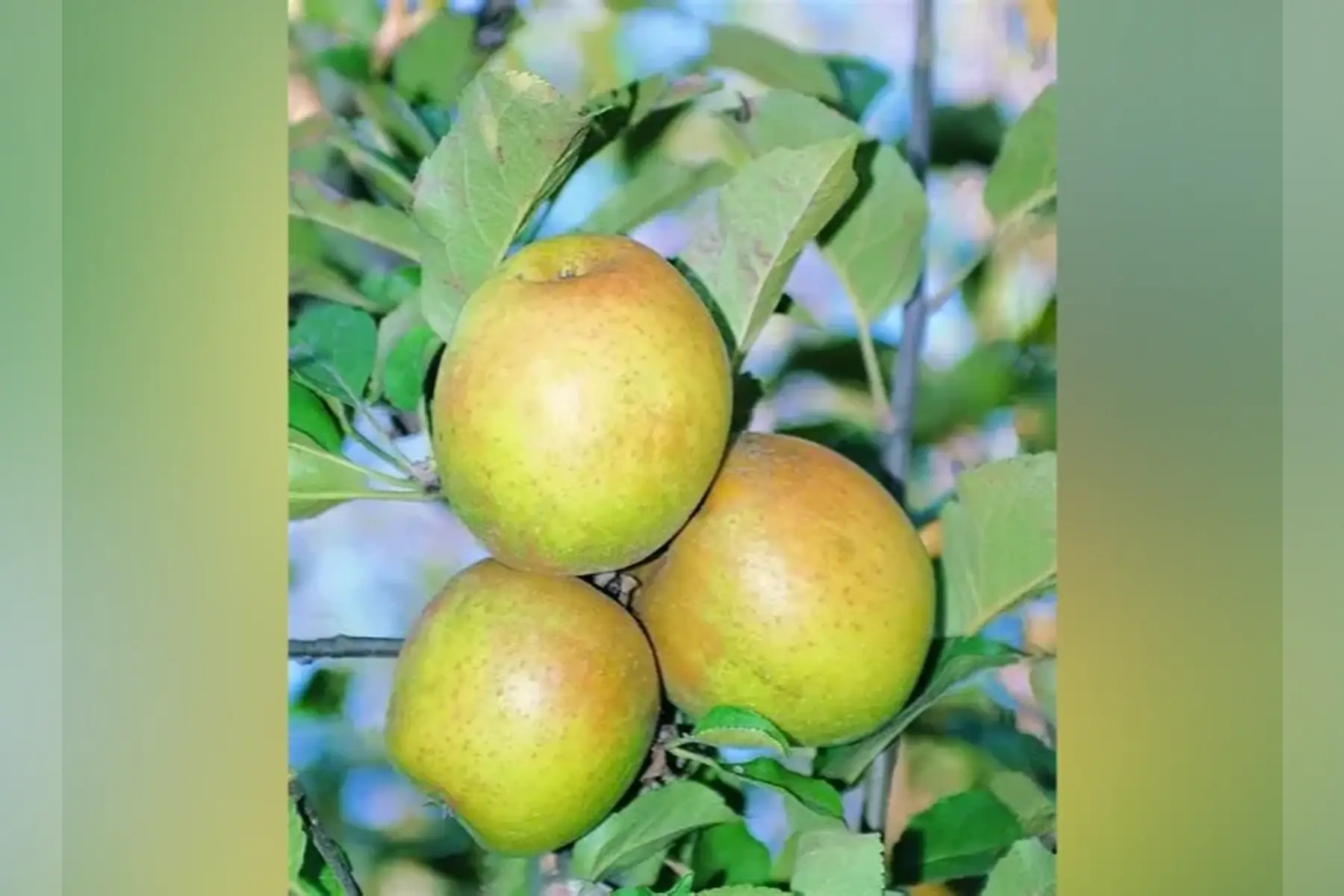 Reinette de Brive ou Ste Germaine