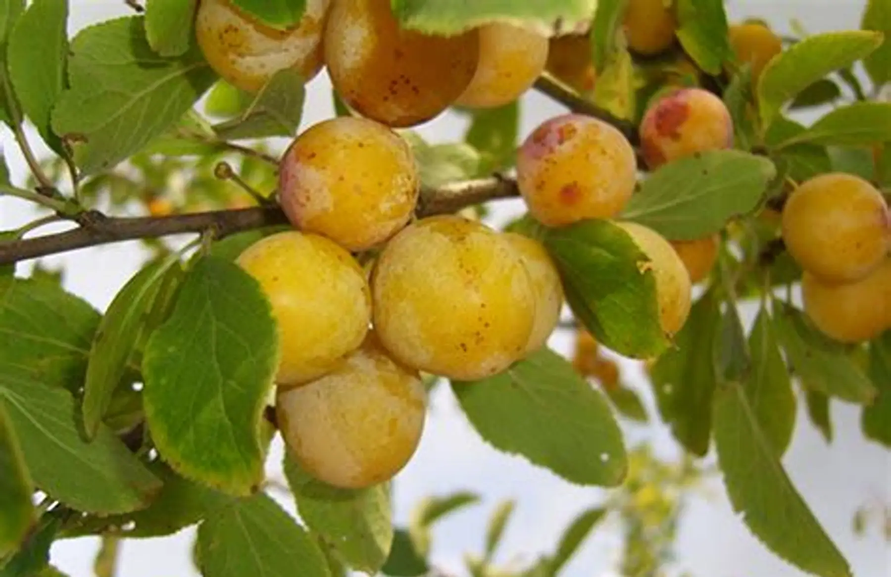 mirabelle