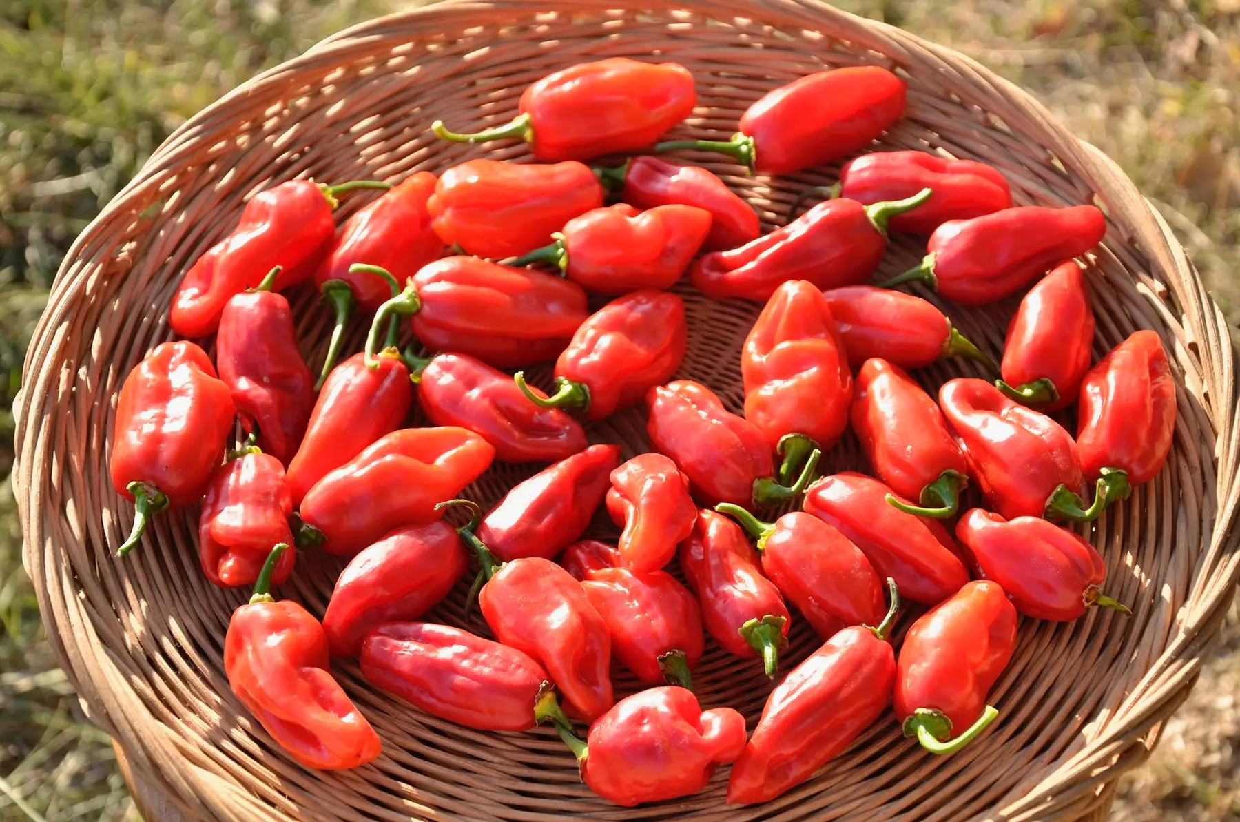 Poivrons "piment végé"