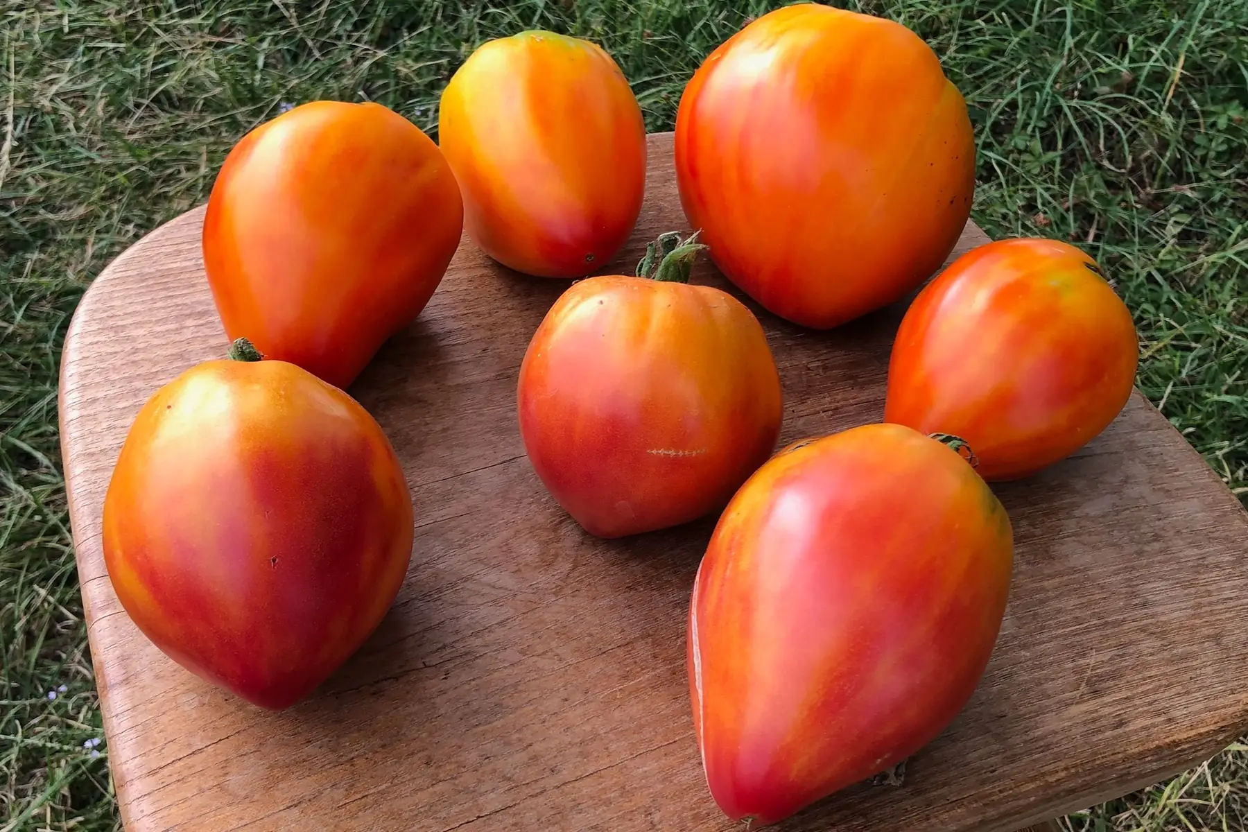 Tomate Pointe du Jour