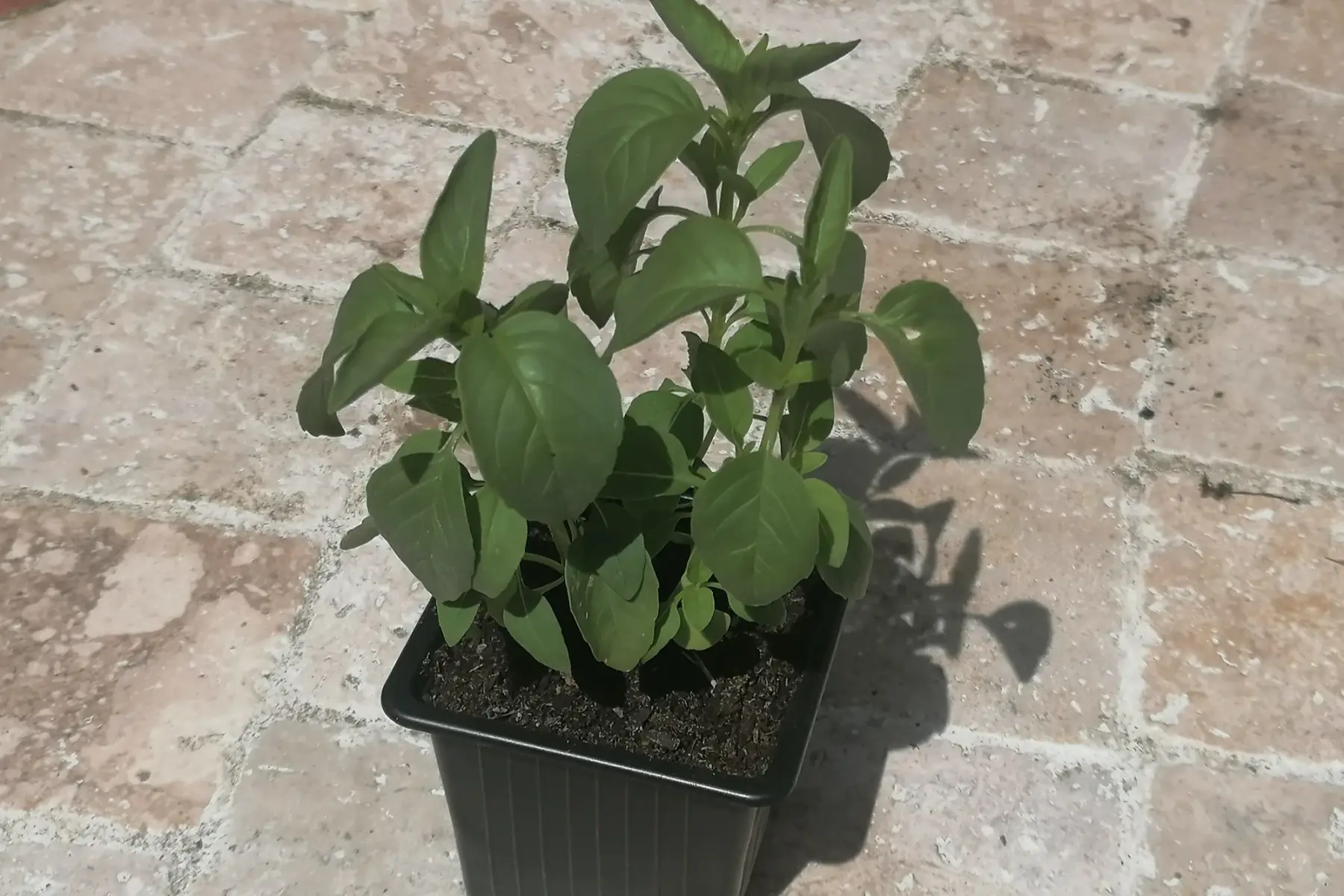 basilic marseillais