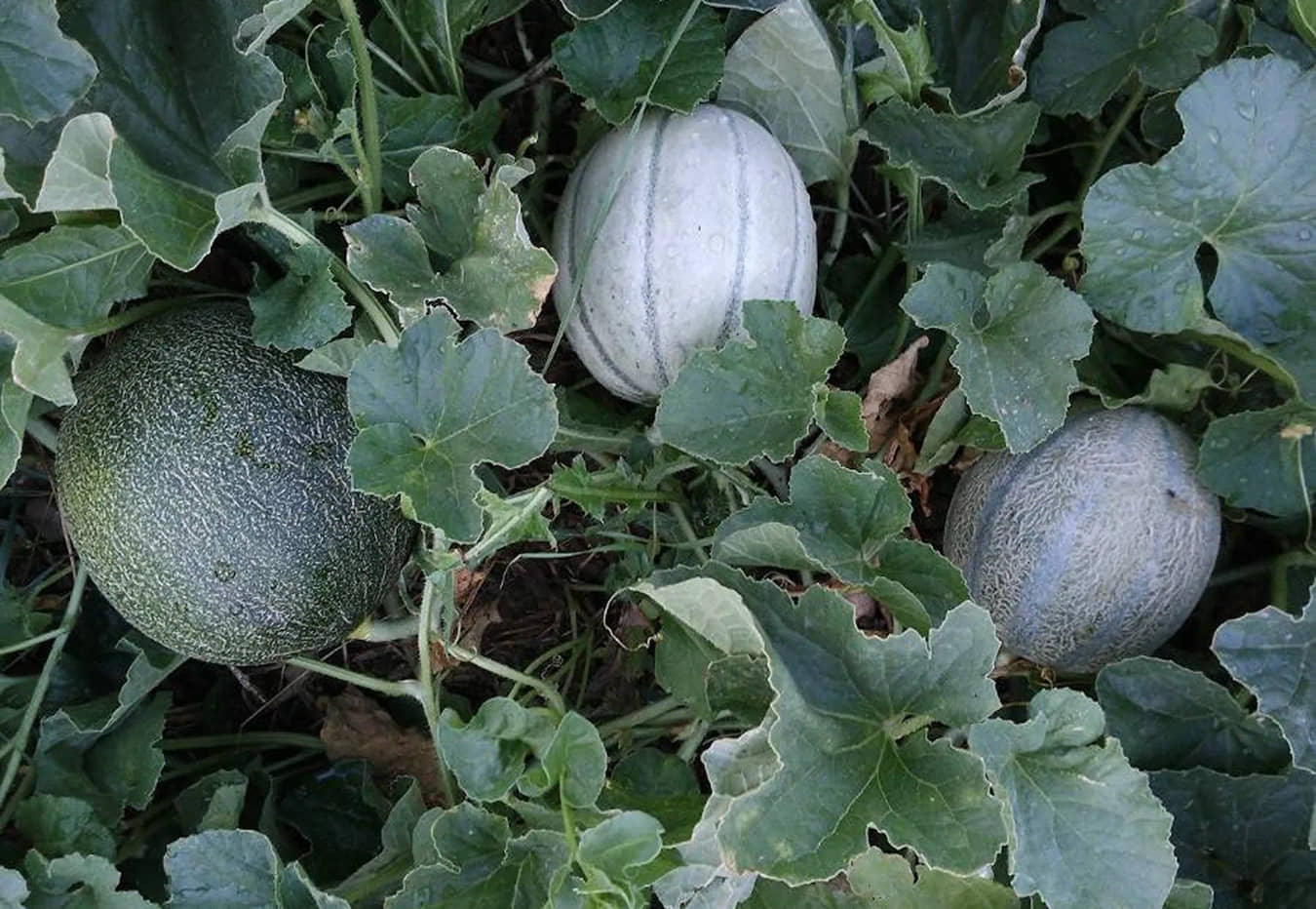 plants de melon (petit gris de rennes) de LES LÉGUMES À LULU local.bio — free download