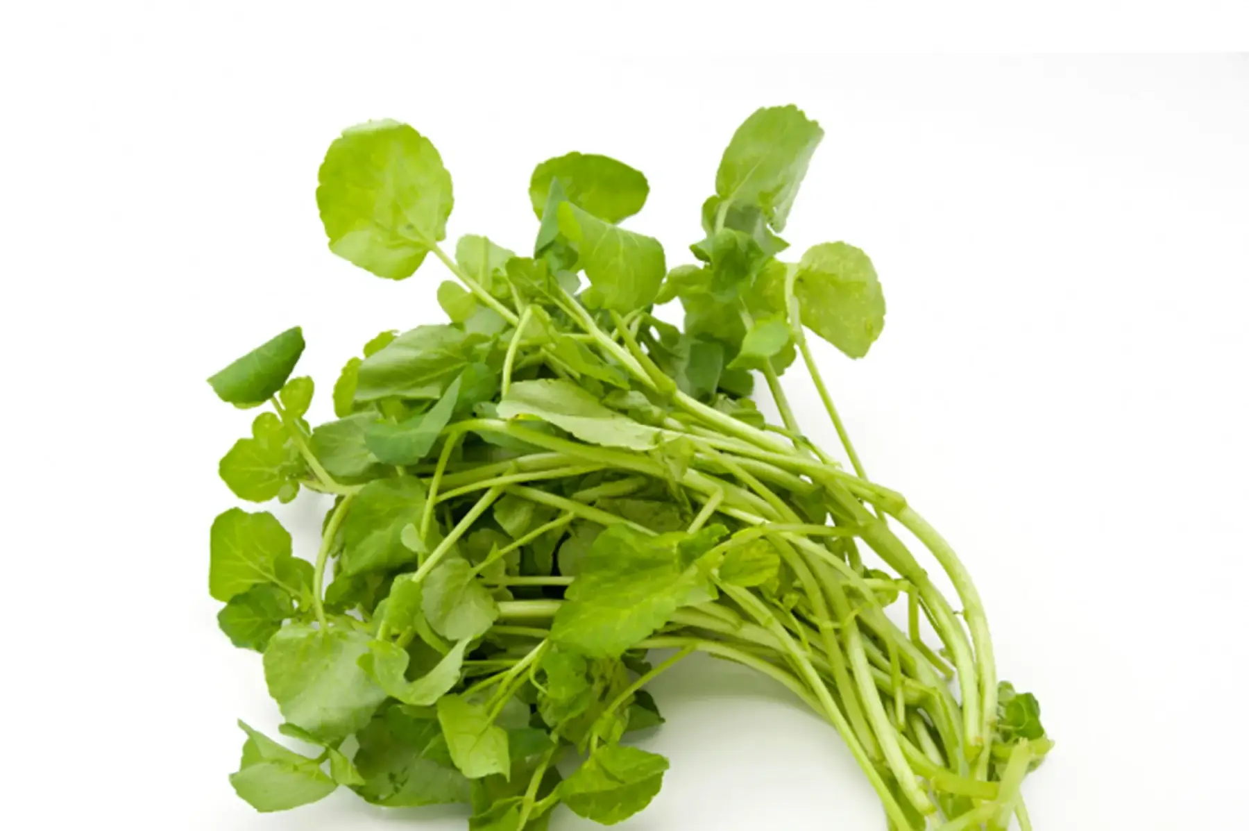 Cresson de jardin
