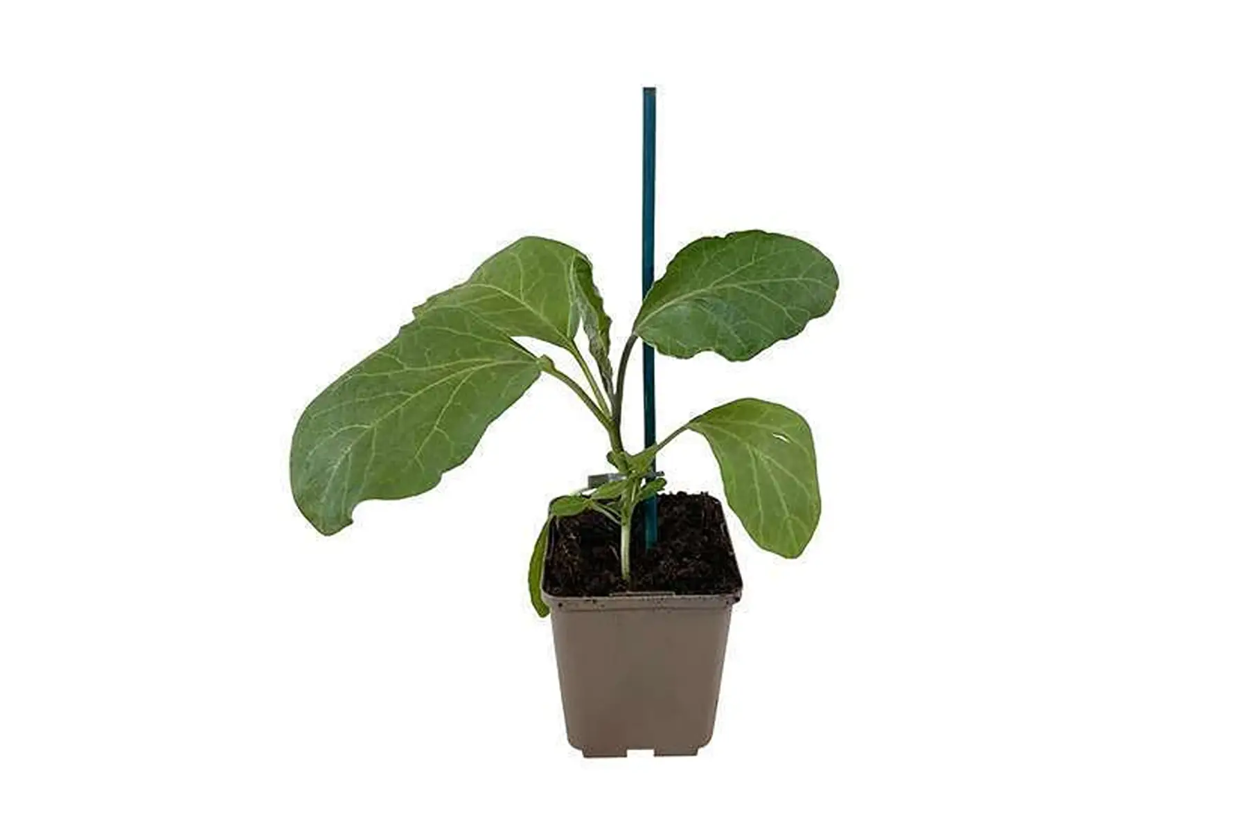 plants d'aubergine (de barbenthane)
