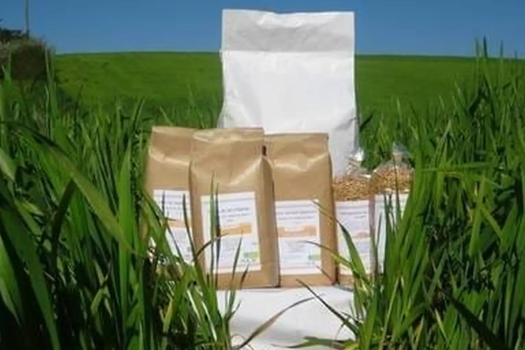 farine 1/2 complète (t80)