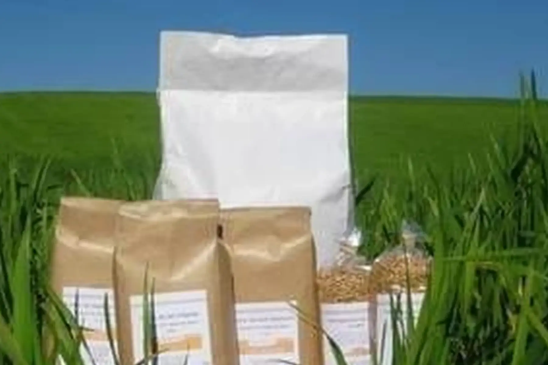 farine complète (t110)