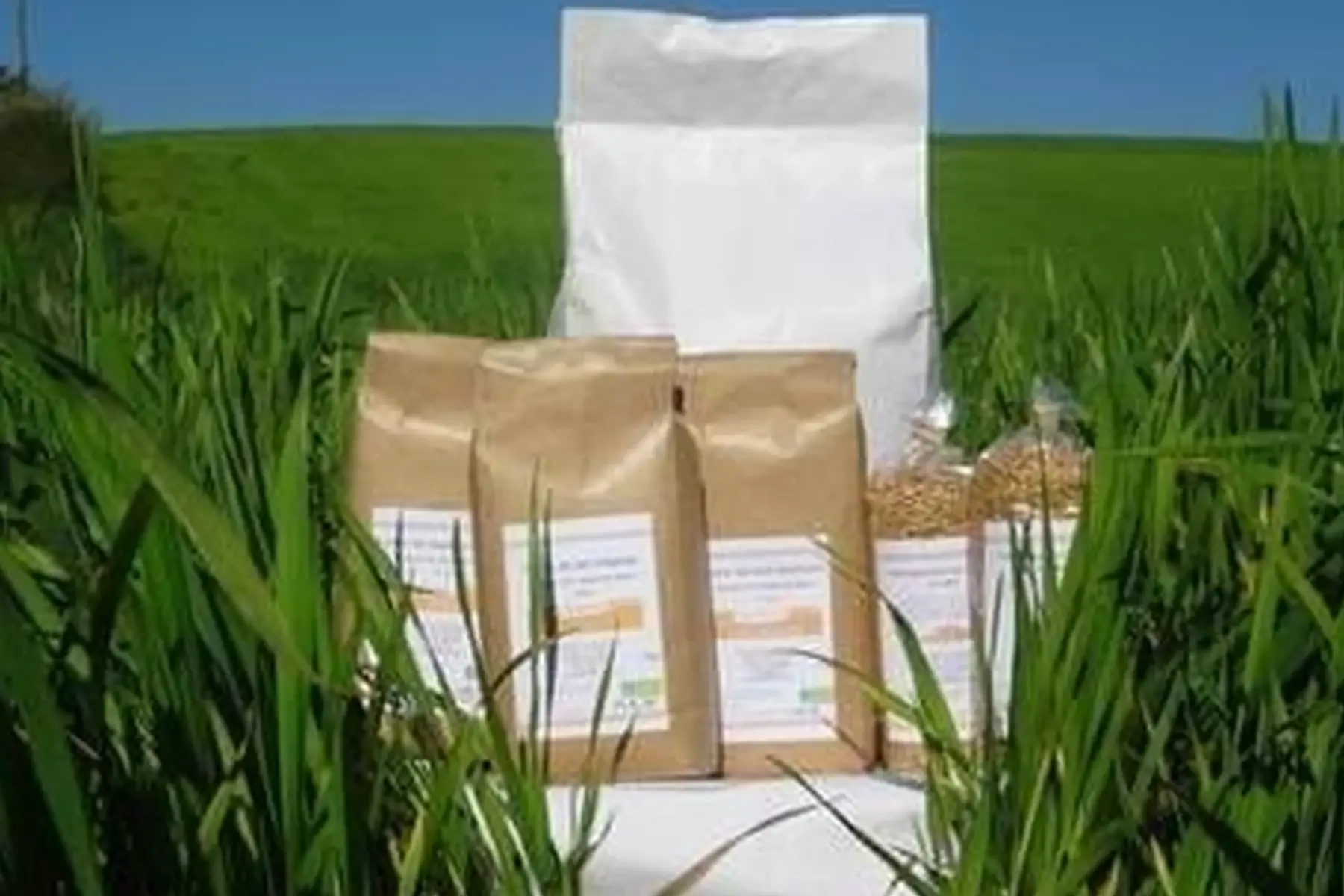 farine de blé blanche (t65)