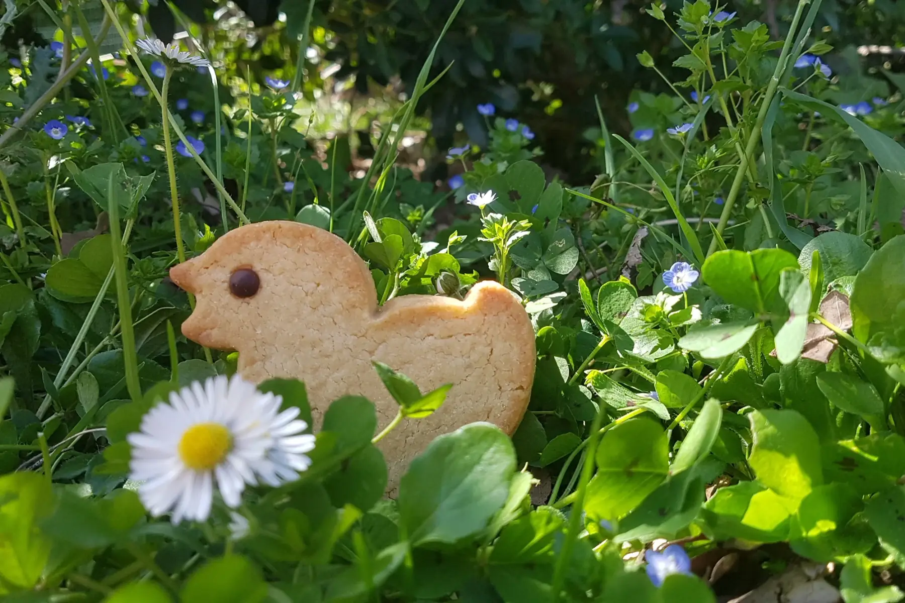 pâques: figurine poussin au citron