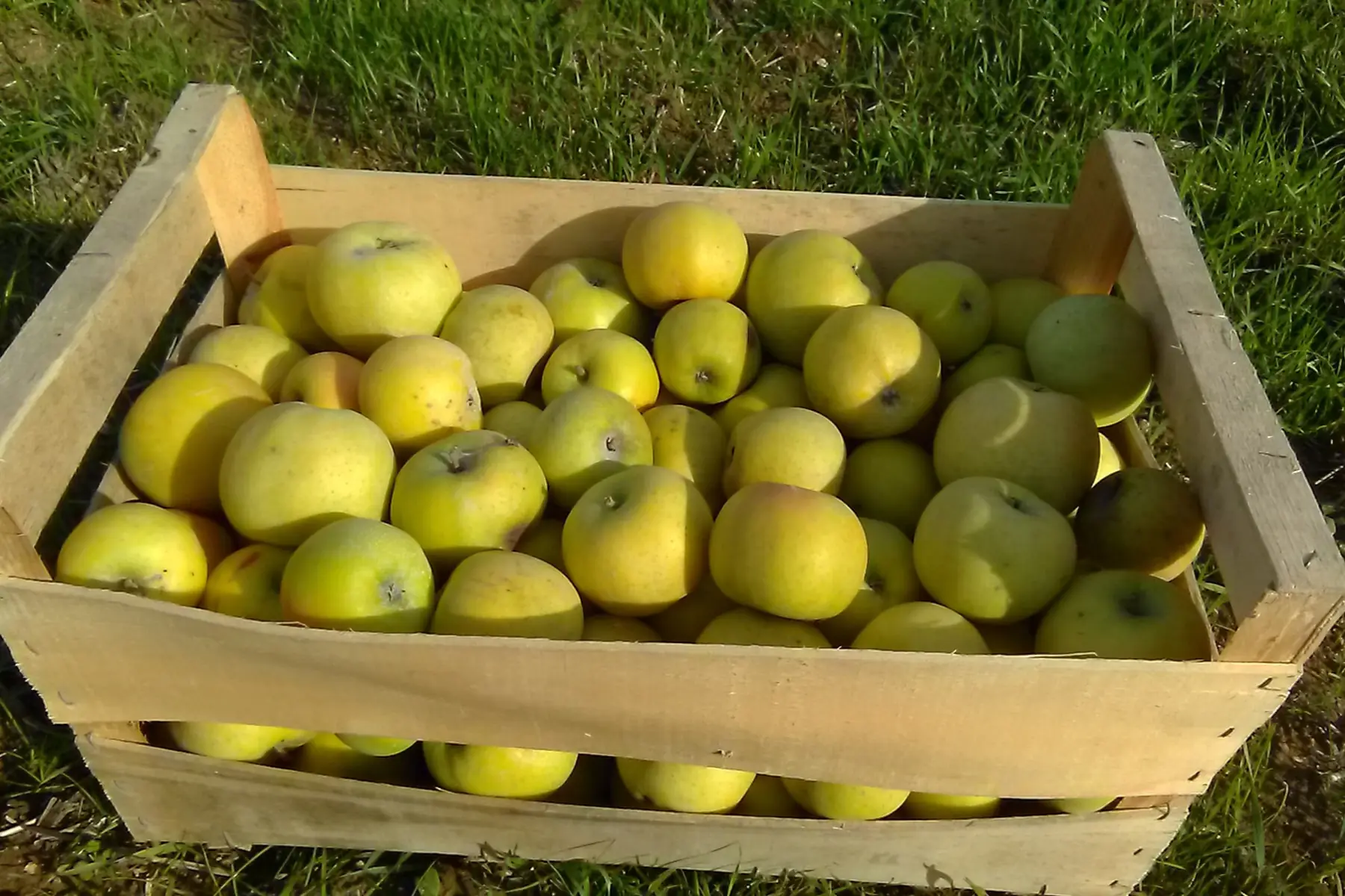 pommes belchard 1.6€/kg