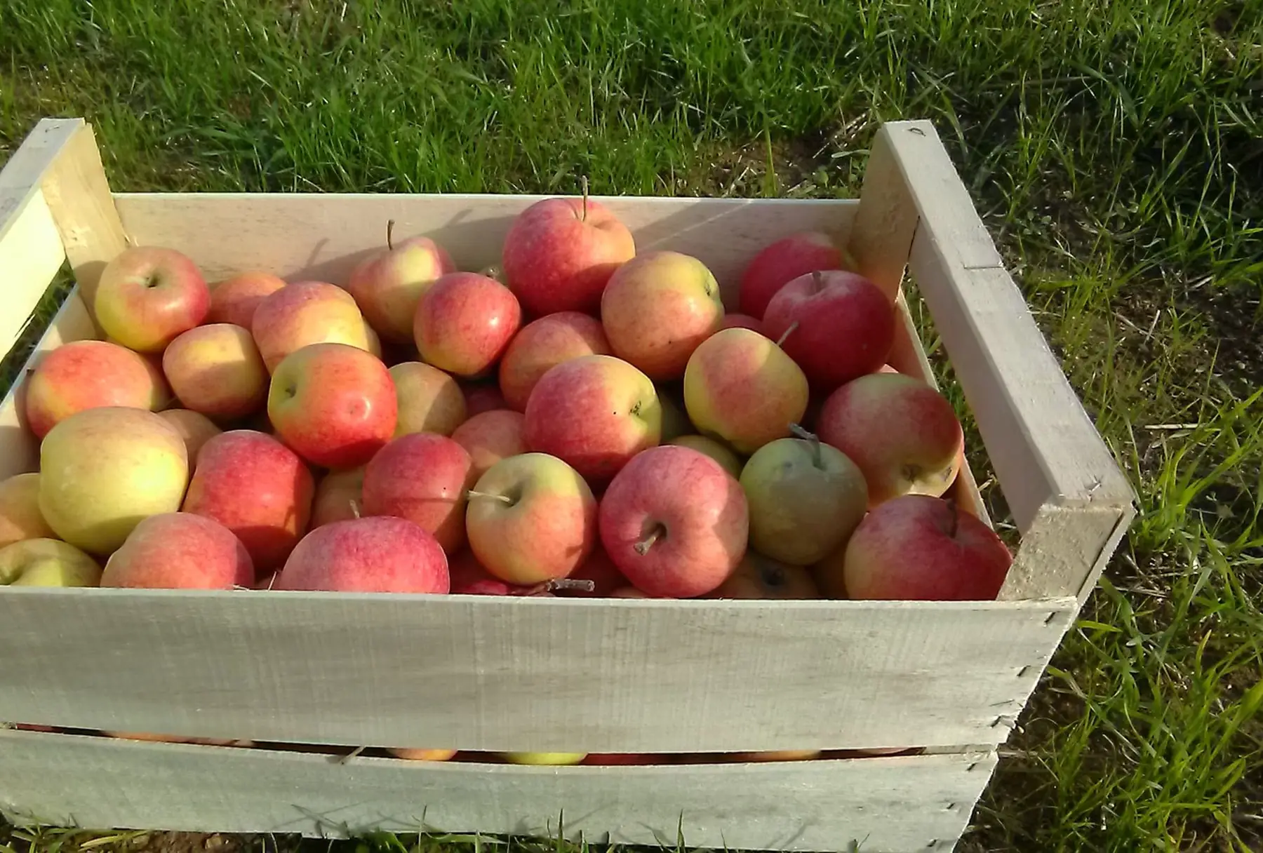 pommes gala 1.6€/kg