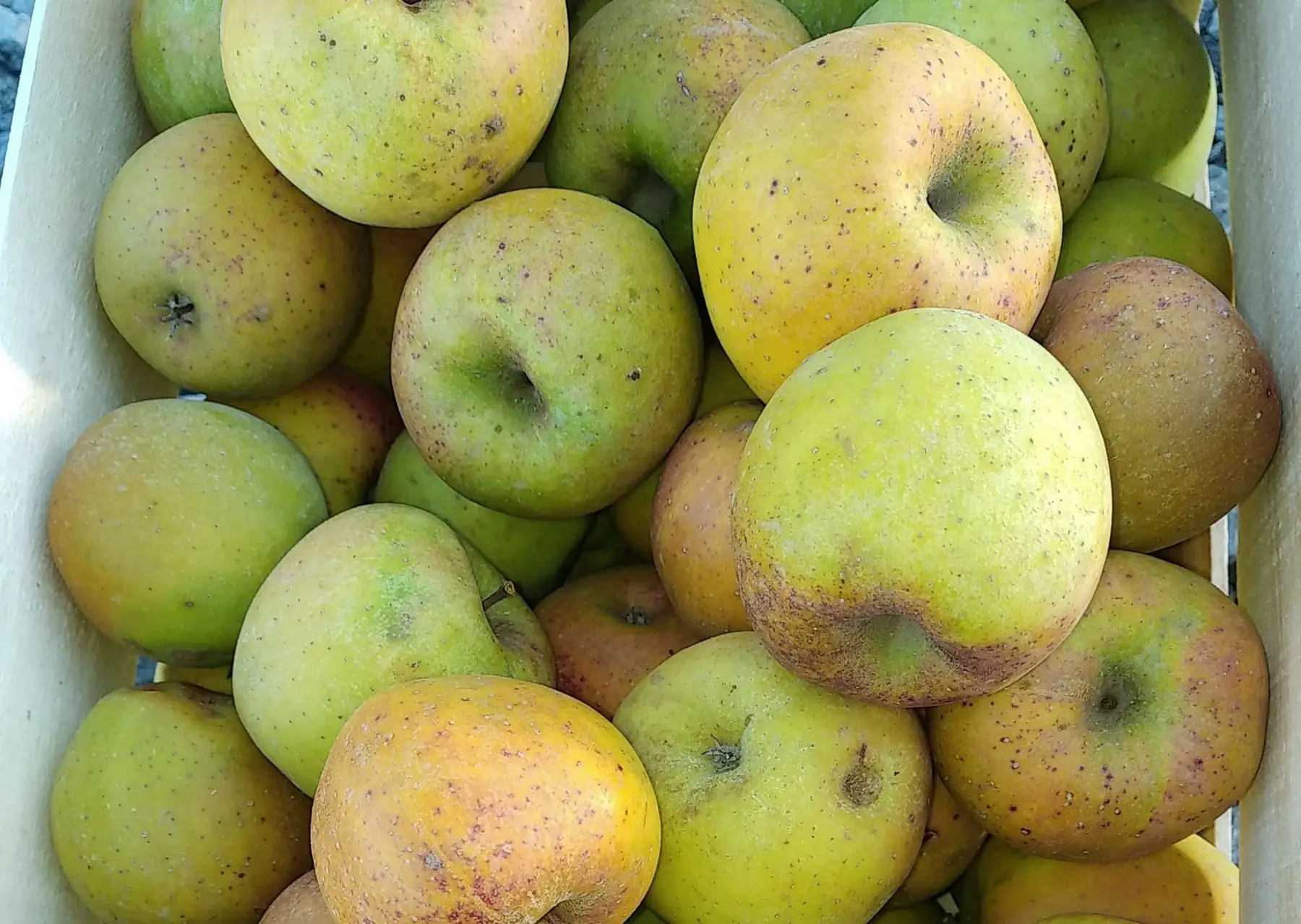 pommes goldrush 1.6€/kg