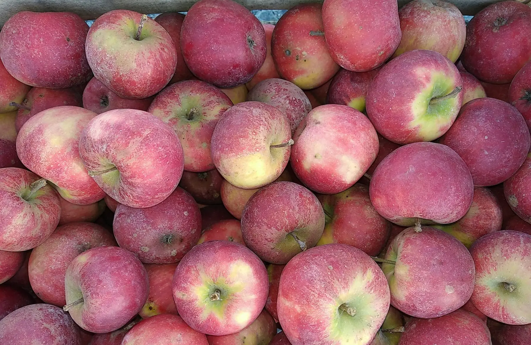 Verger de la Montagne Anne Monnier