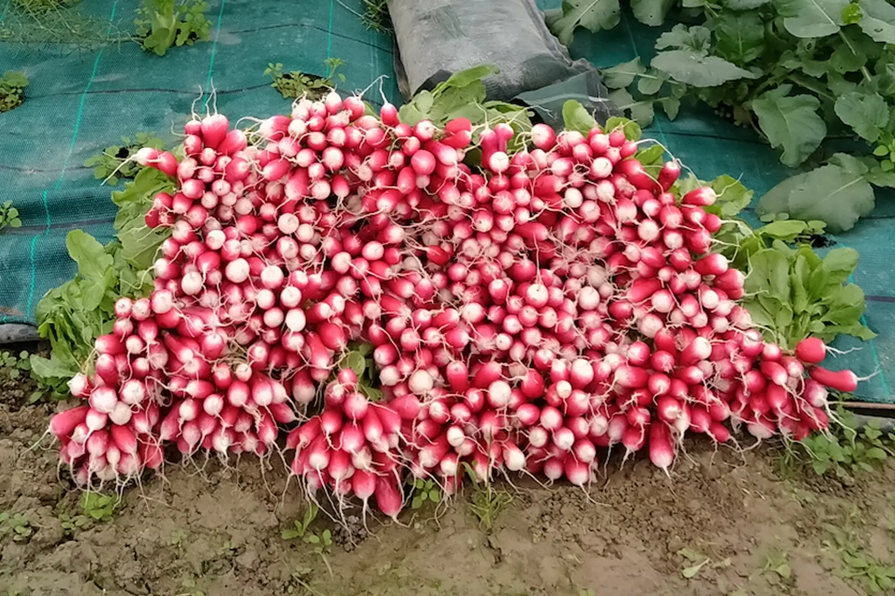 Les jardins du petit chou