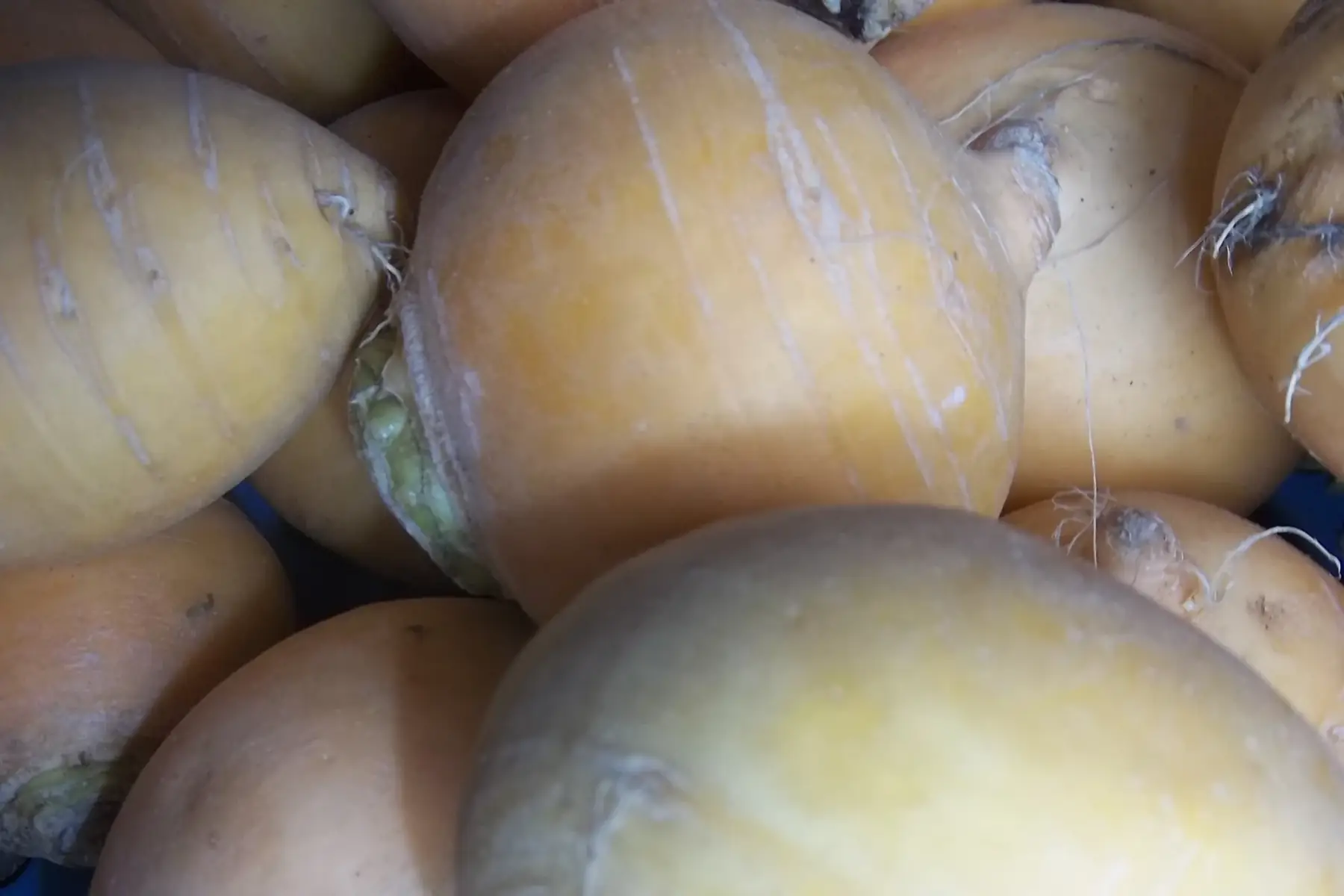 navet boule d'or 500g