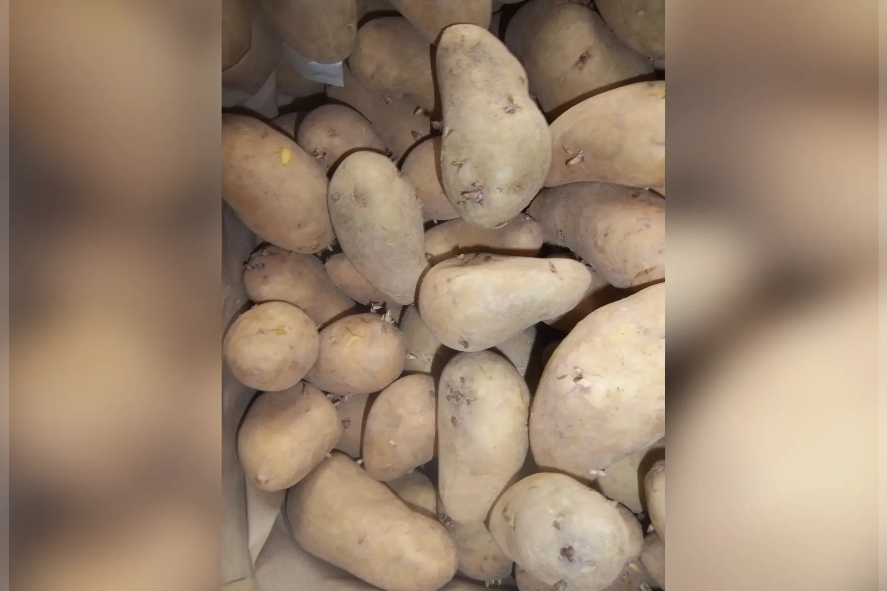 pomme de terre chaire ferme "allians" 1kg