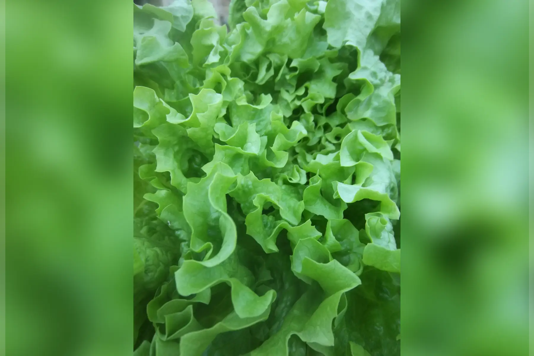 salade blonde (pièce)