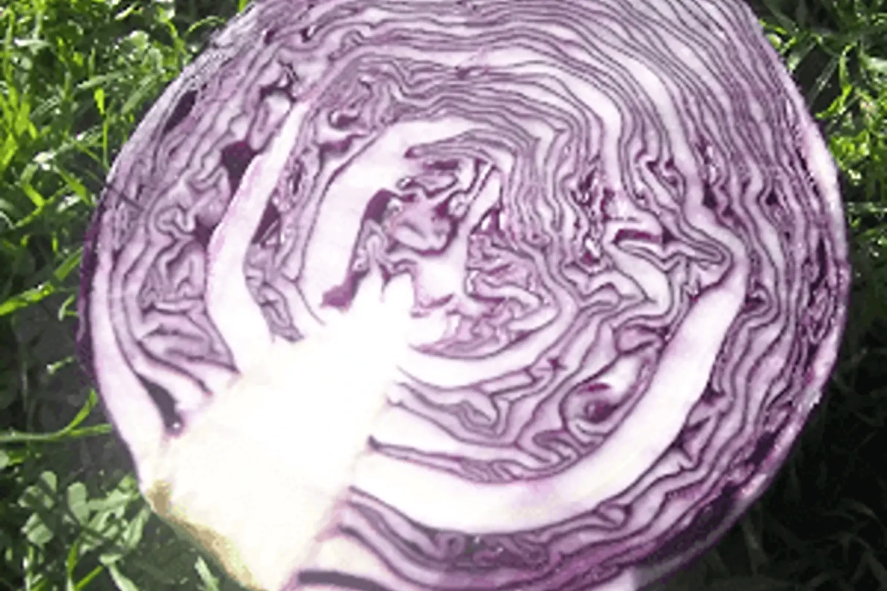 demi chou rouge (pièce)