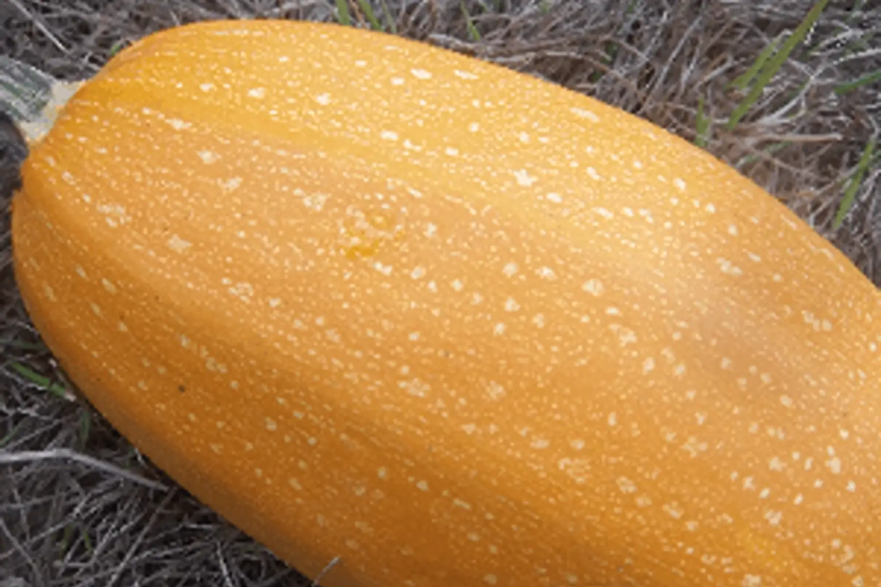 courge spaghetti 1kg