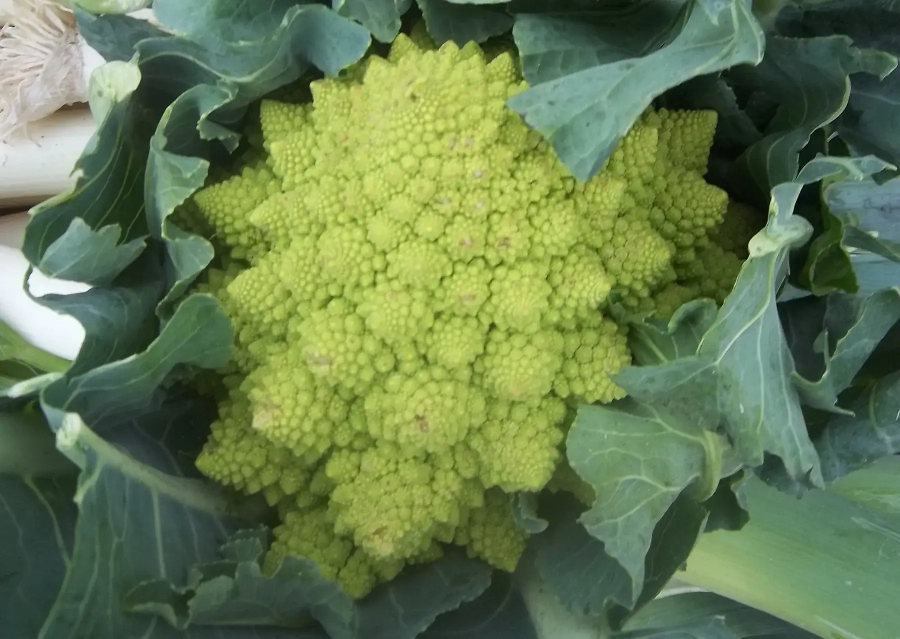 chou romanesco (pièce)