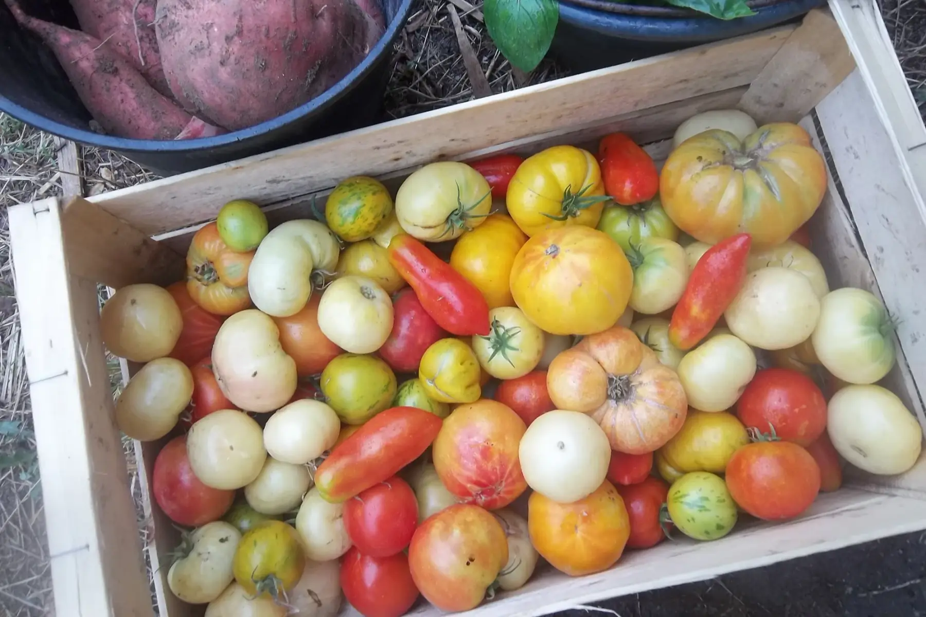 tomates de couleurs variées