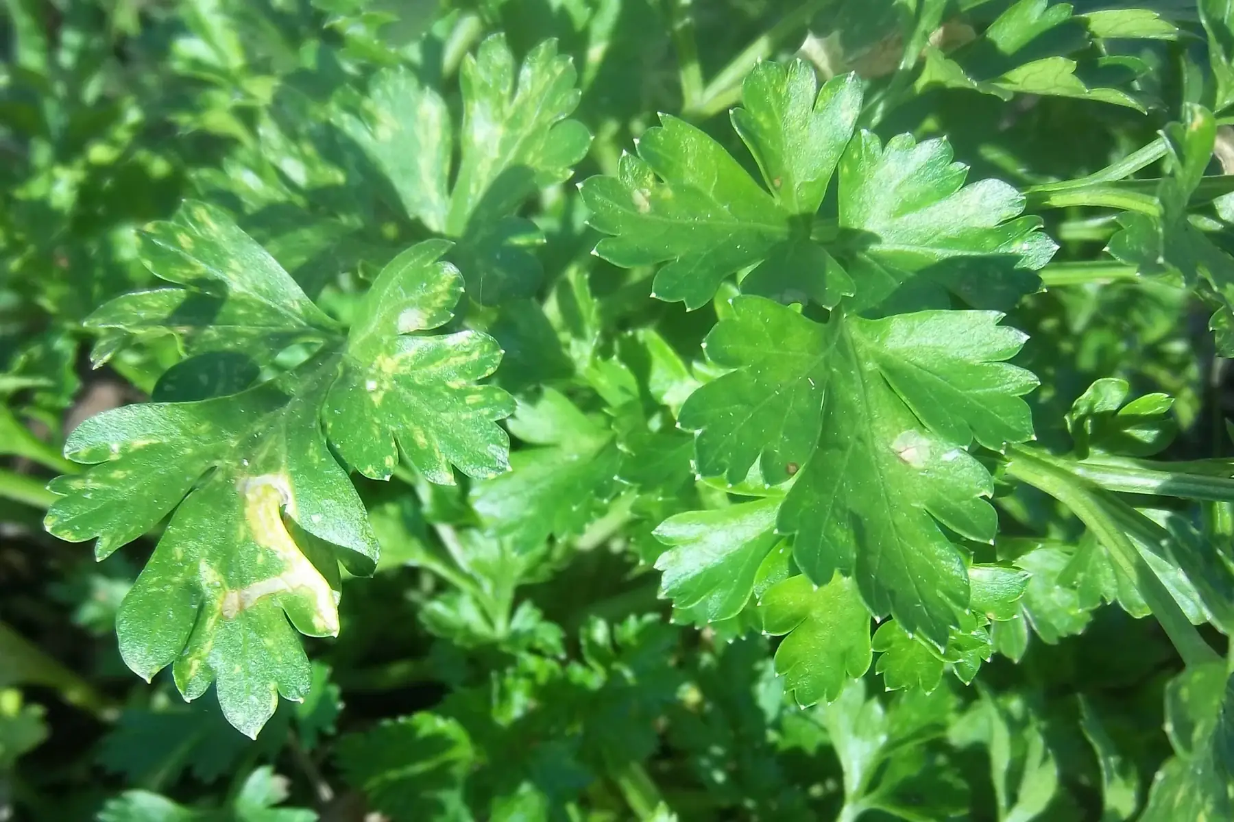 botte de persil plat