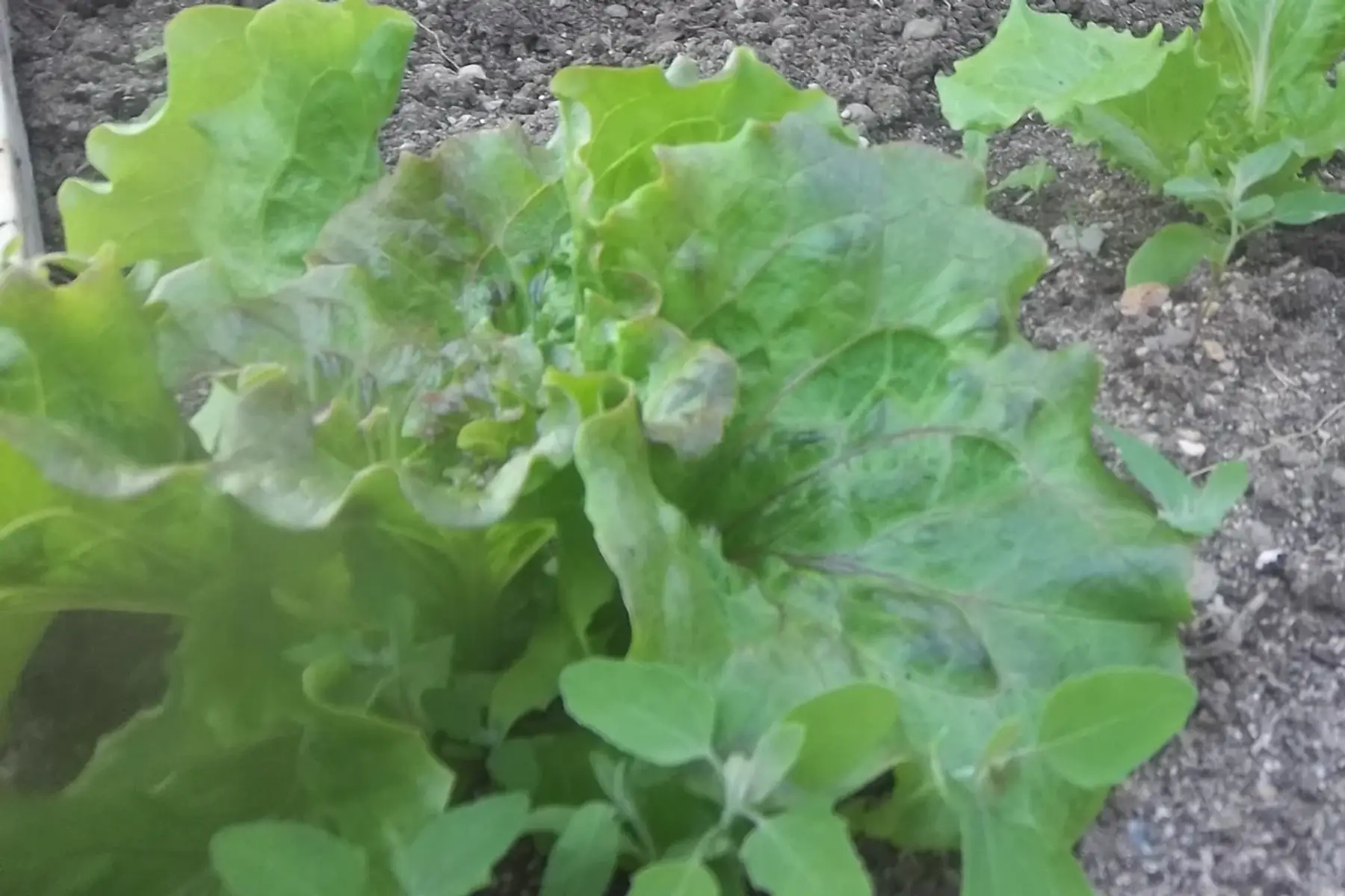 salade batavia (pièce)