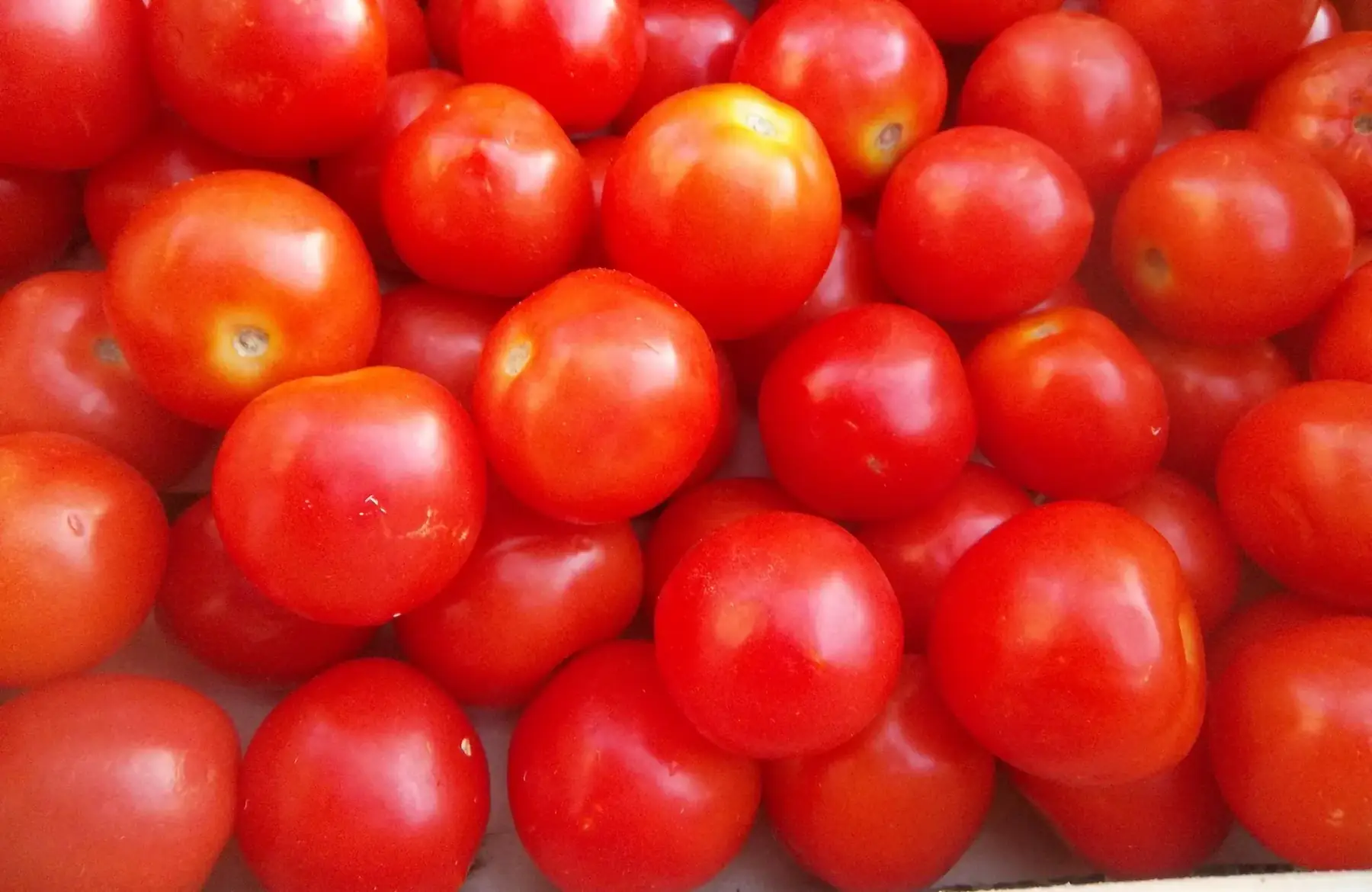 tomates rondes 1kg